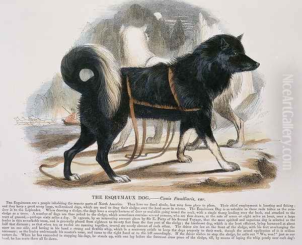 The Esquimaux Dog (Canis familiaris) educational illustration pub. by the Society for Promoting Christian Knowledge, 1843 Oil Painting by Josiah Wood Whymper