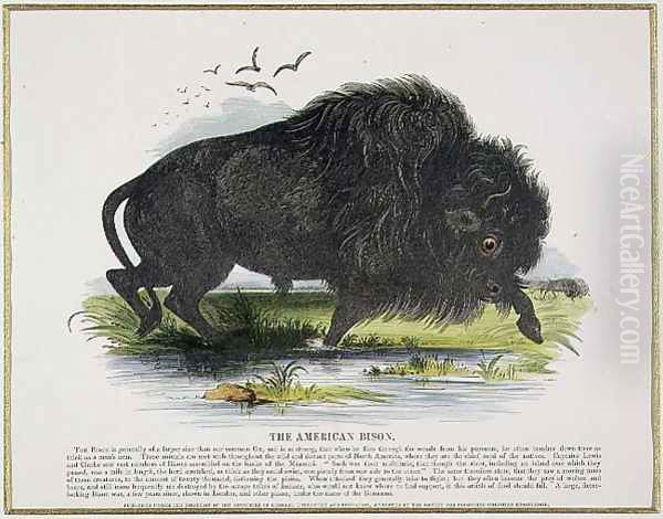 The American Bison, educational illustration pub. by the Society for Promoting Christian Knowledge, 1843 Oil Painting by Josiah Wood Whymper