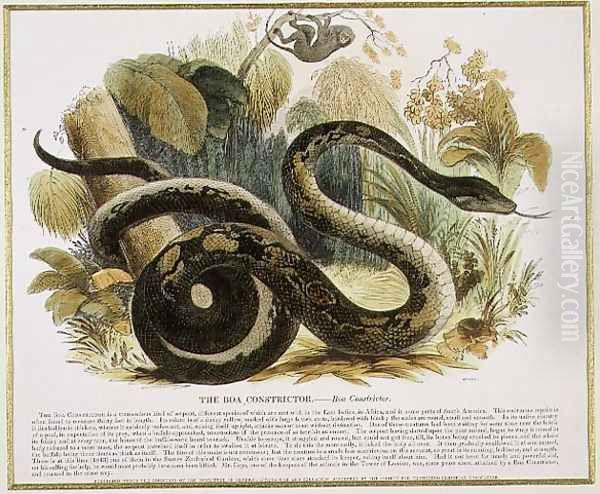 The Boa Constrictor, educational illustration pub. by the Society for Promoting Christian Knowledge, 1843 Oil Painting by Josiah Wood Whymper