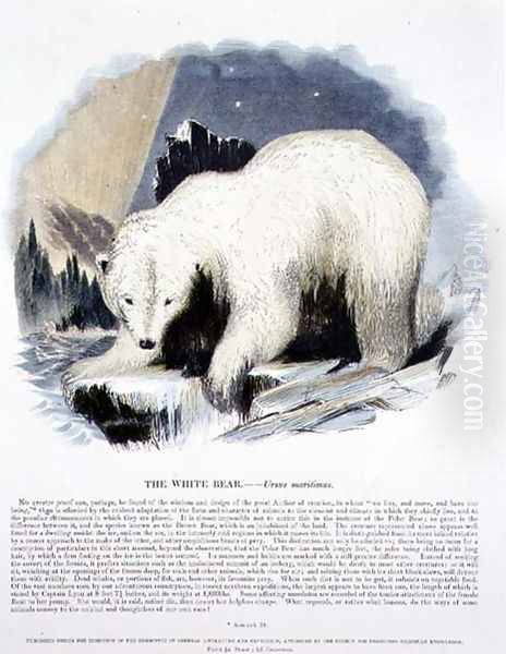 The White Bear (Ursus maritimus) educational illustration pub. by the Society for Promoting Christian Knowledge, 1843 Oil Painting by Josiah Wood Whymper