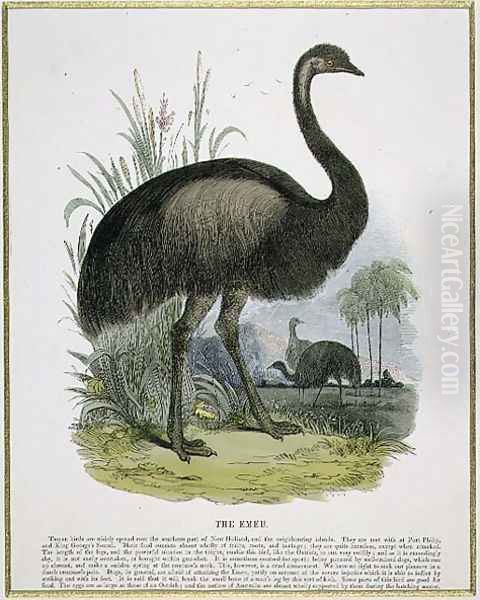 The Emu, educational illustration pub. by the Society for Promoting Christian Knowledge, 1843 Oil Painting by Josiah Wood Whymper