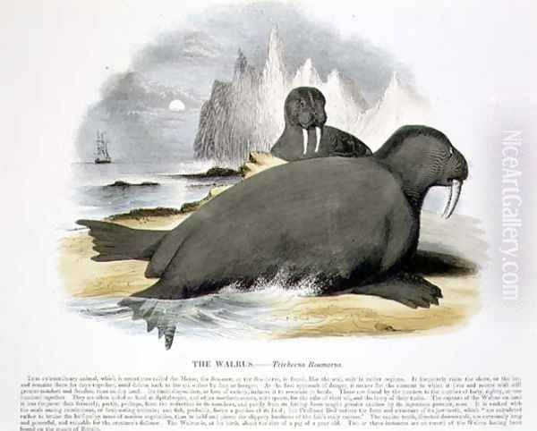 The Walrus (Trichecus rosmarus) educational illustration pub. by the Society for Promoting Christian Knowledge, 1843 Oil Painting by Josiah Wood Whymper