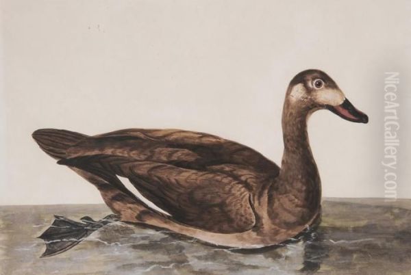 Duck Oil Painting by William Hayes