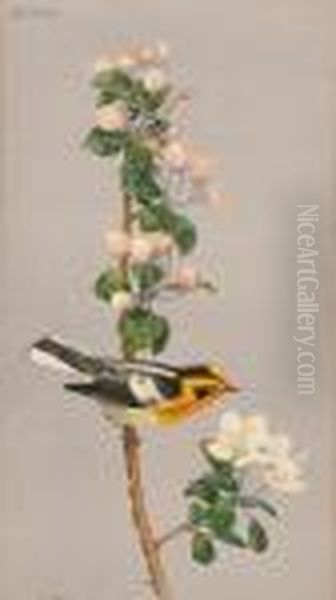 Blackburnian Warbler Oil Painting by Charles Emile Heil