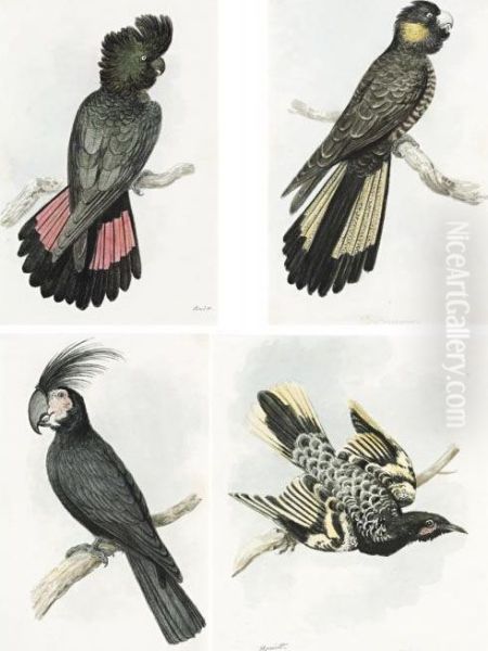 A Rare Group Of Four Early Watercolours Of Australian Birds Oil Painting by Samuel Howitt