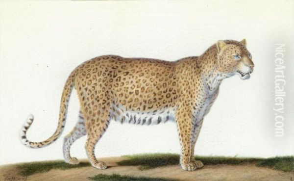 A Leopard Oil Painting by Nicolas Huet