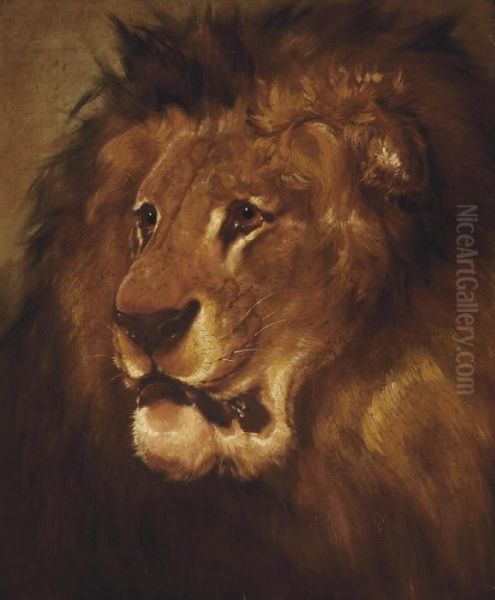 Study Of A Lion Oil Painting by William Huggins