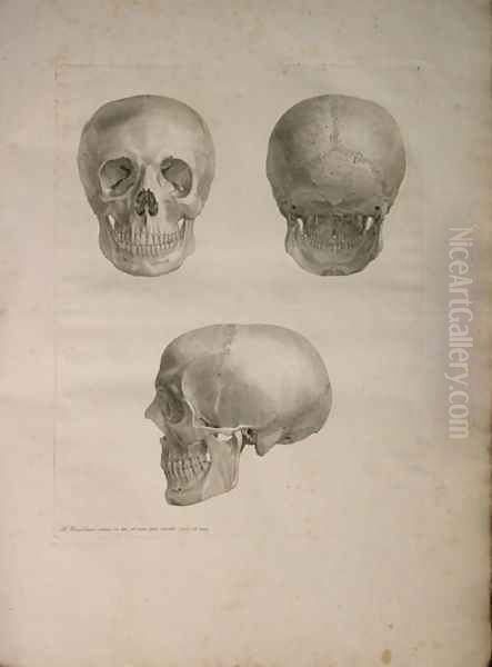 Albinus II, Tab. I, illustration from 'Tabulae ossium humanorum', by Bernhard Siegfried Albinus (1697-1770), published by J.&H. Verbeek, bibliop. 1753, Leiden, 1753 Oil Painting by Jan Wandelaar