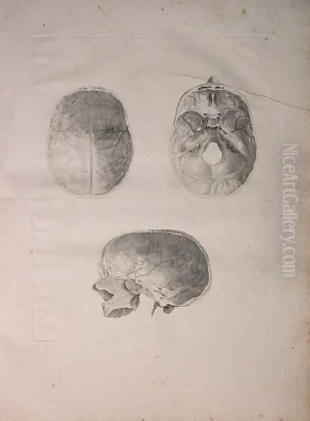 Albinus II, Tab. III, Cranial bone, illustration from 'Tabulae ossium humanorum', by Bernhard Siegfried Albinus (1697-1770), published by J.&H. Verbeek, bibliop. 1753, Leiden, 1753 Oil Painting by Jan Wandelaar