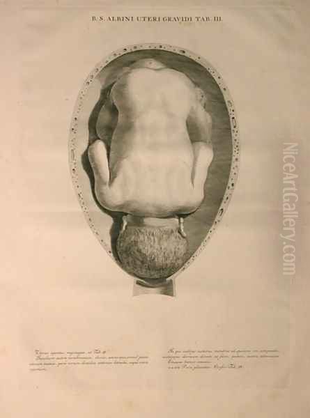 Albinus, Uterus, Tab. III, illustration from 'Tabulae ossium humanorum', by Bernhard Siegfried Albinus (1697-1770), published by J.&H. Verbeek, bibliop., Leiden, 1748 Oil Painting by Jan Wandelaar