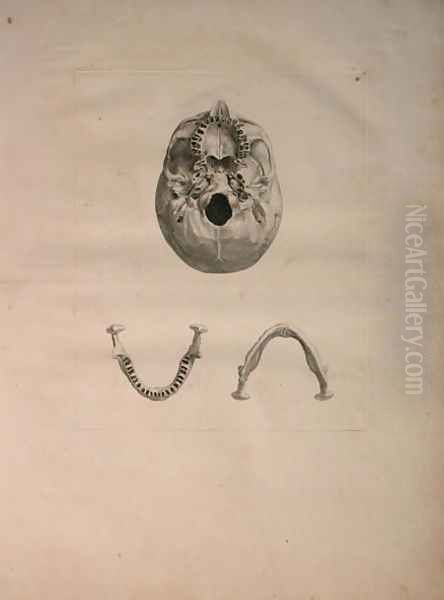 Albinus II, Tab. II, Skull, illustration from 'Tabulae ossium humanorum', by Bernhard Siegfried Albinus (1697-1770), published by J.&H. Verbeek, bibliop. 1753, Leiden, c.1729 Oil Painting by Jan Wandelaar