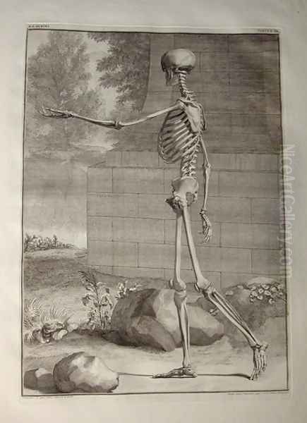 Albinus I, Tab. III: Skeleton, illustration from 'Tabulae sceleti et musculorum corporis humani', by Bernhard Siegfried Albinus (1697-1770), published by J.&H. Verbeek, bibliop., Leiden, 1747 Oil Painting by Jan Wandelaar