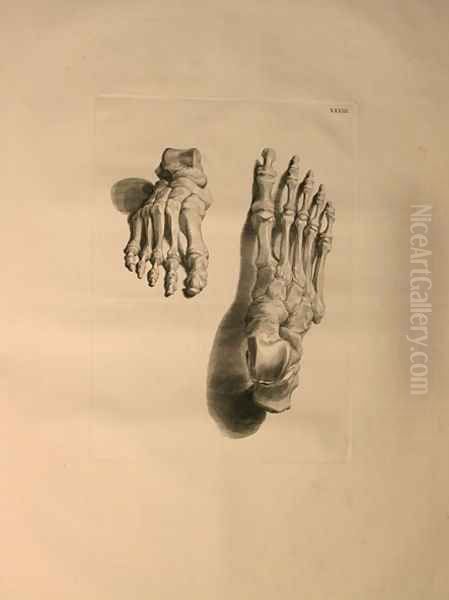 Albinus II, Tab. XXXIII: Skeleton of a Foot, illustration from 'Tabulae ossium humanorum', by Bernhard Siegfried Albinus (1697-1770), published by J.&H. Verbeek, bibliop. 1753, Leiden, 1729-1753 Oil Painting by Jan Wandelaar