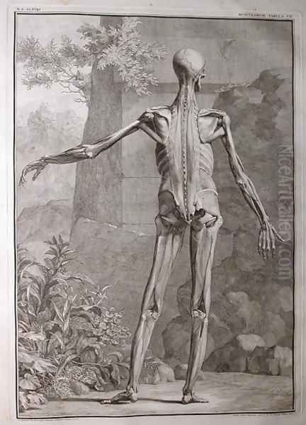 Albinus I, Tab. VII: Musculature, illustration from 'Tabulae sceleti et musculorum corporis humani', by Bernhard Siegfried Albinus (1697-1770), published by J.&H. Verbeek, bibliop., Leiden, 1741 Oil Painting by Jan Wandelaar