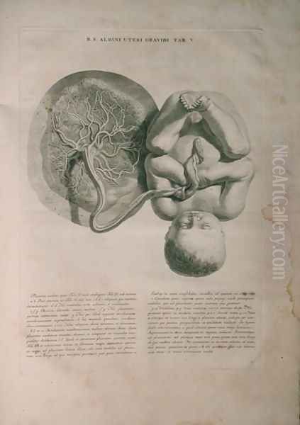 Albinus, Uterus II, Tab. V, illustration from 'Tabulae ossium humanorum', by Bernhard Siegfried Albinus (1697-1770), published by J.&H. Verbeek, bibliop., Leiden, 1748 Oil Painting by Jan Wandelaar