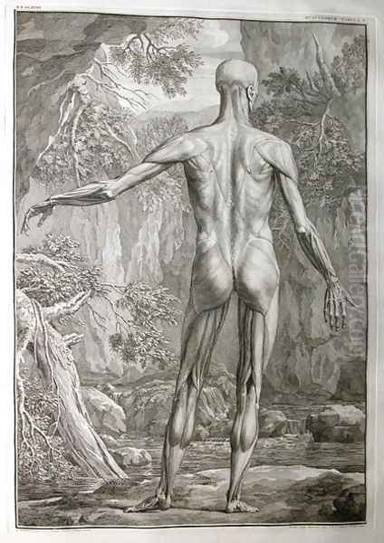 Albinus I, Tab. V: Musculature, illustration from 'Tabulae sceleti et musculorum corporis humani', by Bernhard Siegfried Albinus (1697-1770), published by J.&H. Verbeek, bibliop., Leiden, 1740 Oil Painting by Jan Wandelaar