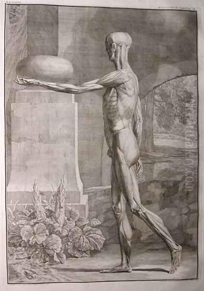 Albinus I, Tab. IX: Musculature, illustration from 'Tabulae sceleti et musculorum corporis humani', by Bernhard Siegfried Albinus (1697-1770), published by J.&H. Verbeek, bibliop., Leiden, 1743 Oil Painting by Jan Wandelaar