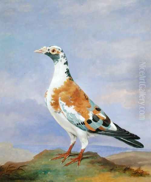 Grizzle Carrier Pigeon Oil Painting by Dean Wolstenholme, Jr