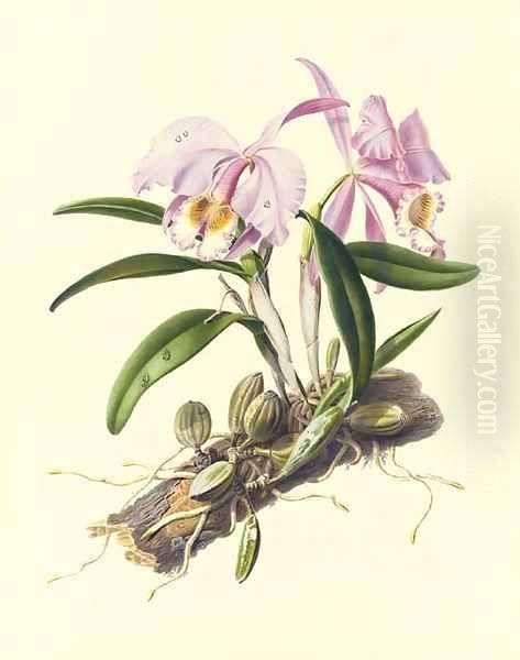 Orchidaceae Cattleya mossiae Oil Painting by Augusta Innes Withers