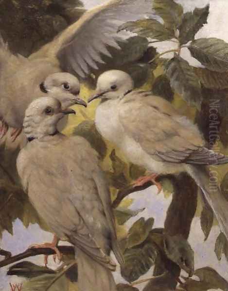 Three Ringed Doves Oil Painting by Henry Weekes