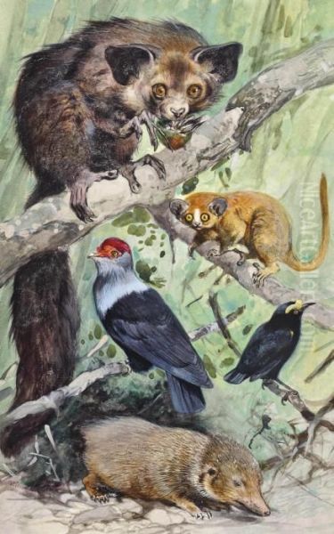 Madagascan Birds And Mammals - Lesser Tenerc, Mouse Lemur And Aye Aye Oil Painting by Wilhelm Kuhnert