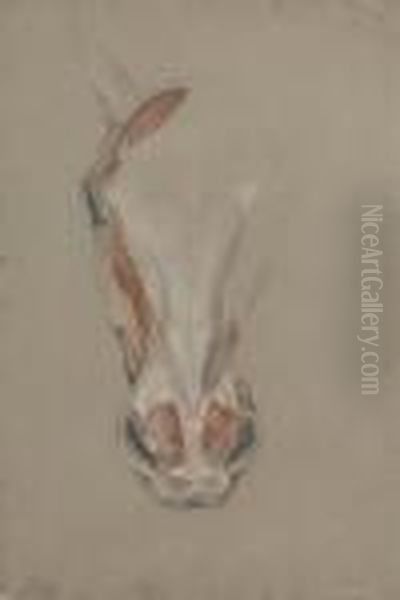 The Hind Quarters Of An Ecorche Dog Oil Painting by Charles Landseer