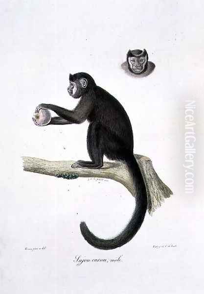 Brown Sajou Monkey, male, engraved by C. de Last, plate 30 (170) from Vol 1 of 'The Natural History of Mammals', by Georges Cuvier and E. Geoffroy Saint-Hilaire, pub. 1824 Oil Painting by Werner