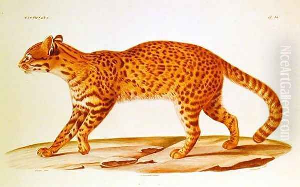 Geoffreys Cat (felis Geoffroyi) illustration from Voyage dans lAmerique Meridionale' by Alcide dOrbigny, engraved by Annedouche, 1847 Oil Painting by Werner