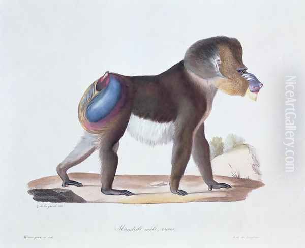 Old Male Mandrill, engraved by Werner and Langlume, plate 256 (61) from Vol 3 of 'Natural History of Mammals by Georges Cuvier and E. Geoffroy Saint-Hilaire Oil Painting by Werner