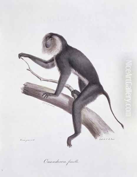 Ouanderou monkey, engraved by C. de Last, plate 137 (44) from Vol 2 of 'The Natural History of Mammals' by Georges Cuvier and E. Geoffroy Sainte-Hilaire, pub. 1824 Oil Painting by Werner