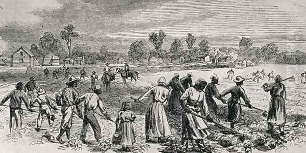 Labour in the Cotton Fields, Hoeing the Young Plants, illustration from Harpers Weekly, 1867, from The Pageant of America, Vol.3, by Ralph Henry Gabriel, 1926 Oil Painting by Alfred R. Waud