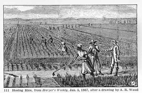 Hoeing Rice, illustration from Harpers Weekly, 1867, from The Pageant of America, Vol.3, by Ralph Henry Gabriel, 1926 Oil Painting by Alfred R. Waud