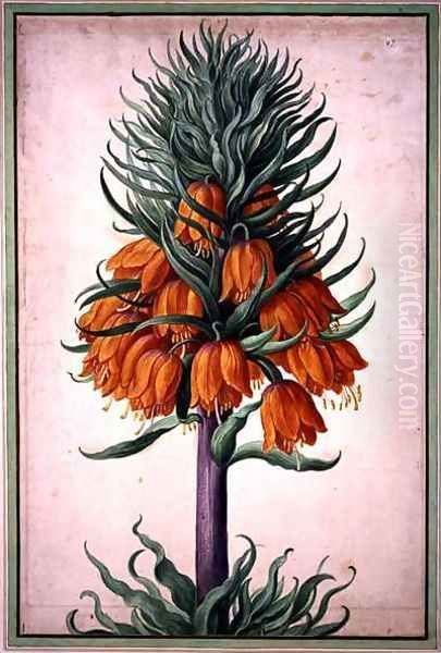 Fritillaria imperialis (crown imperial) plate 25 from the Nassau Florilegium Oil Painting by Johann Jakob Walther