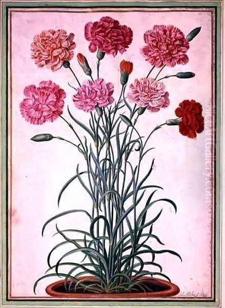 Carnations growing from a pot, plate 25 from the Nassau Florilegium Oil Painting by Johann Jakob Walther