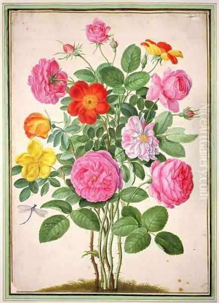 Roses, plate 4 from the Nassau Florilegium Oil Painting by Johann Jakob Walther