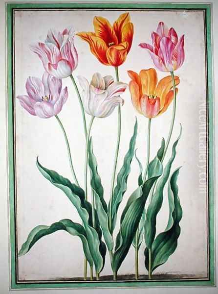 Tulips, from the Nassau Florilegium Oil Painting by Johann Jakob Walther