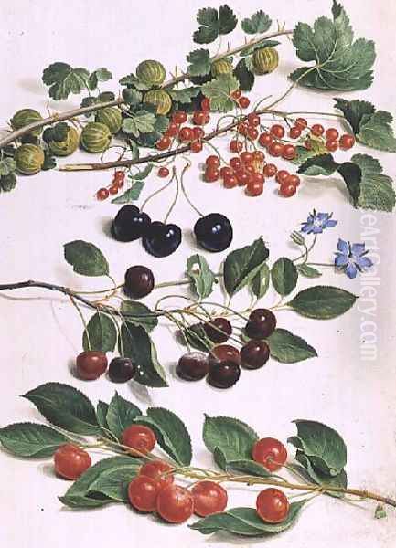 Gooseberries, Cherries and Redcurrants, 1661 Oil Painting by Johann Jakob Walther