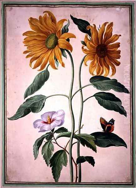 Sunflowers, plate 18 from the Nassau Florilegium Oil Painting by Johann Jakob Walther