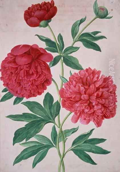 Peonies, plate 46 from the Nassau Florilegium Oil Painting by Johann Jakob Walther