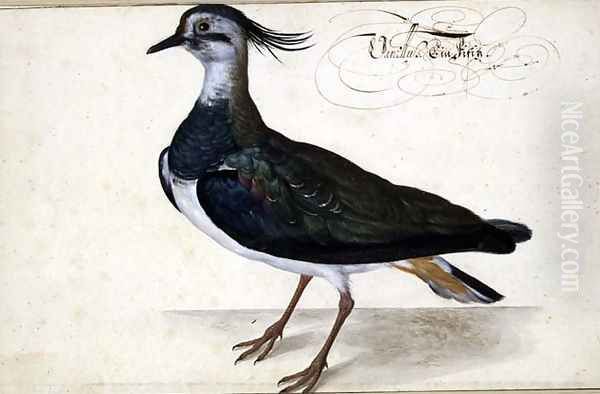 Study of a Lapwing Oil Painting by Johann Jakob Walther