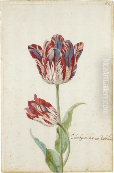 Two Red And White Tulips: Colombijn And Wit Van Poelenburg Oil Painting by Jacob Marrel