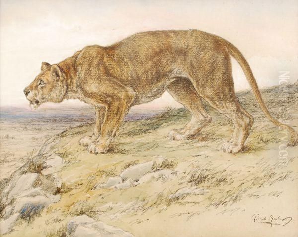 Lioness Oil Painting by Robert Morley