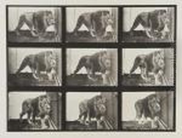 Lion Walking Oil Painting by Eadweard Muybridge