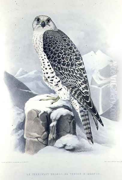 Icelandic Falcon, from Traite de Fauconnerie by H. Schlegel & A.H. Verster de Wulverhorst, 1844-53 Oil Painting by Mattias Wolf