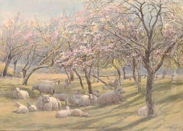 Sheep resting in the shade of an apple orchard Oil Painting by Augustus Watford Weedon