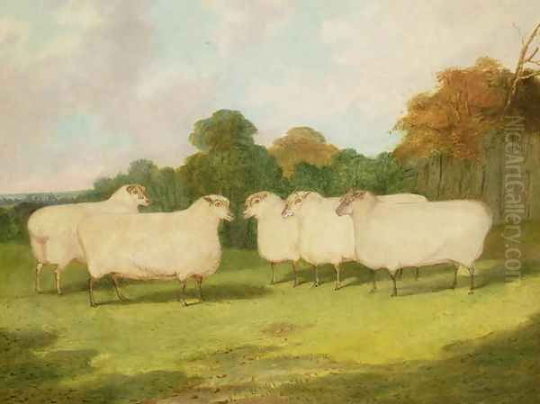 Study of Sheep in a Landscape Oil Painting by Richard Whitford