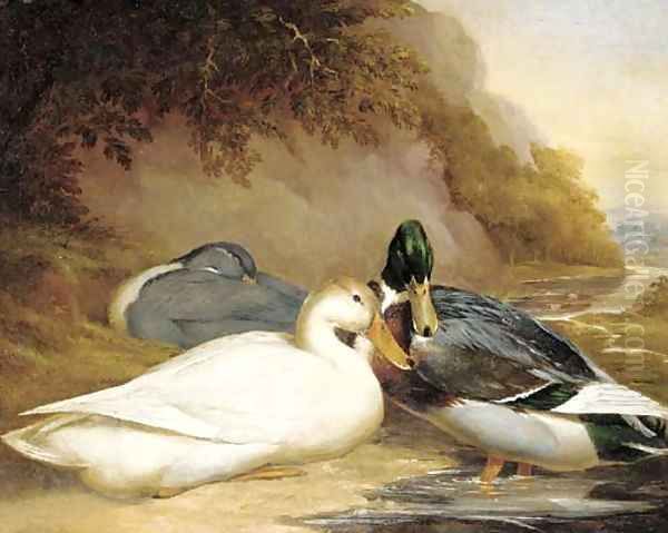 Ducks by a river Oil Painting by Thomas Woodward