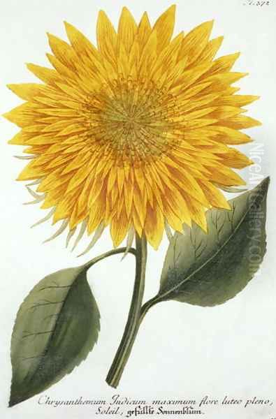 Chrysanthemum Indicum from Pythanthoza Iconographica, published in Germany, 1737-45 Oil Painting by Johann Wilhelm Weinman