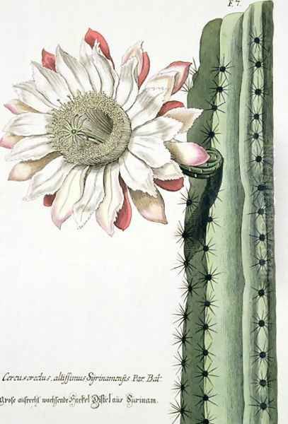 Cereus Erectus Altissimus Syrinamensis from Phythanthoza Iconographica published in Germany, 1737-45 Oil Painting by Johann Wilhelm Weinman