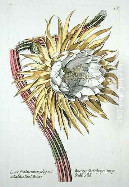 Cereus Scandens Minor Polygonus from Phythanthoza Iconographica, published in Germany, 1737-45 Oil Painting by Johann Wilhelm Weinman